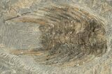 Eudolalites with Selenopeltis Trilobites and a Machaeridian #234626-3